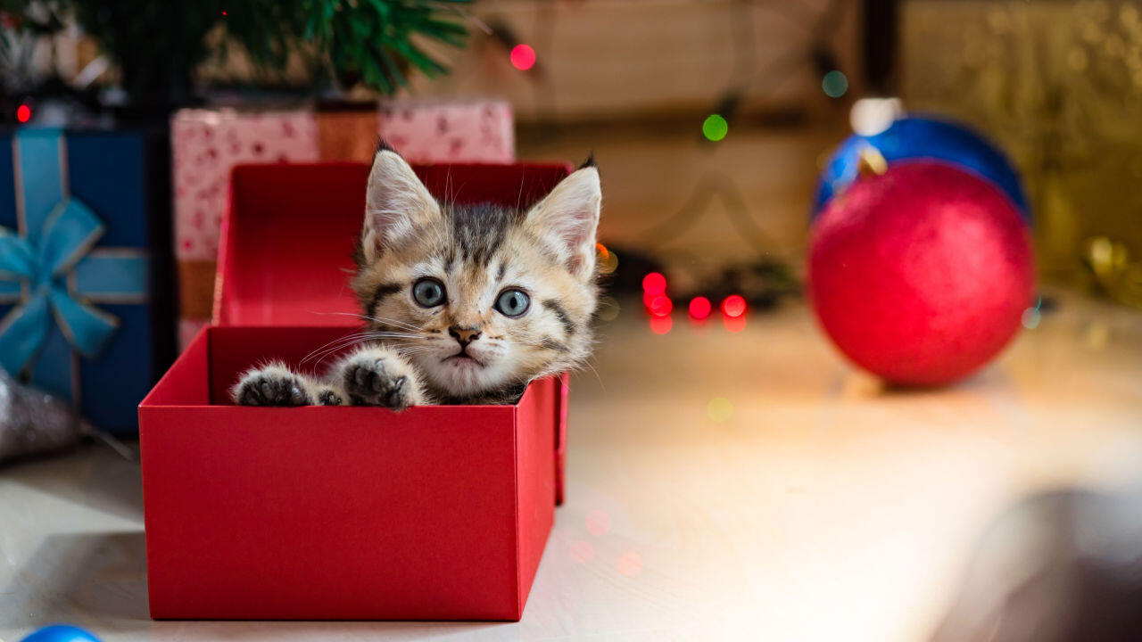 Nachhaltige Geschenke: Tier-Patenschaft Nachhaltige Geschenke: Tier-Patenschaft