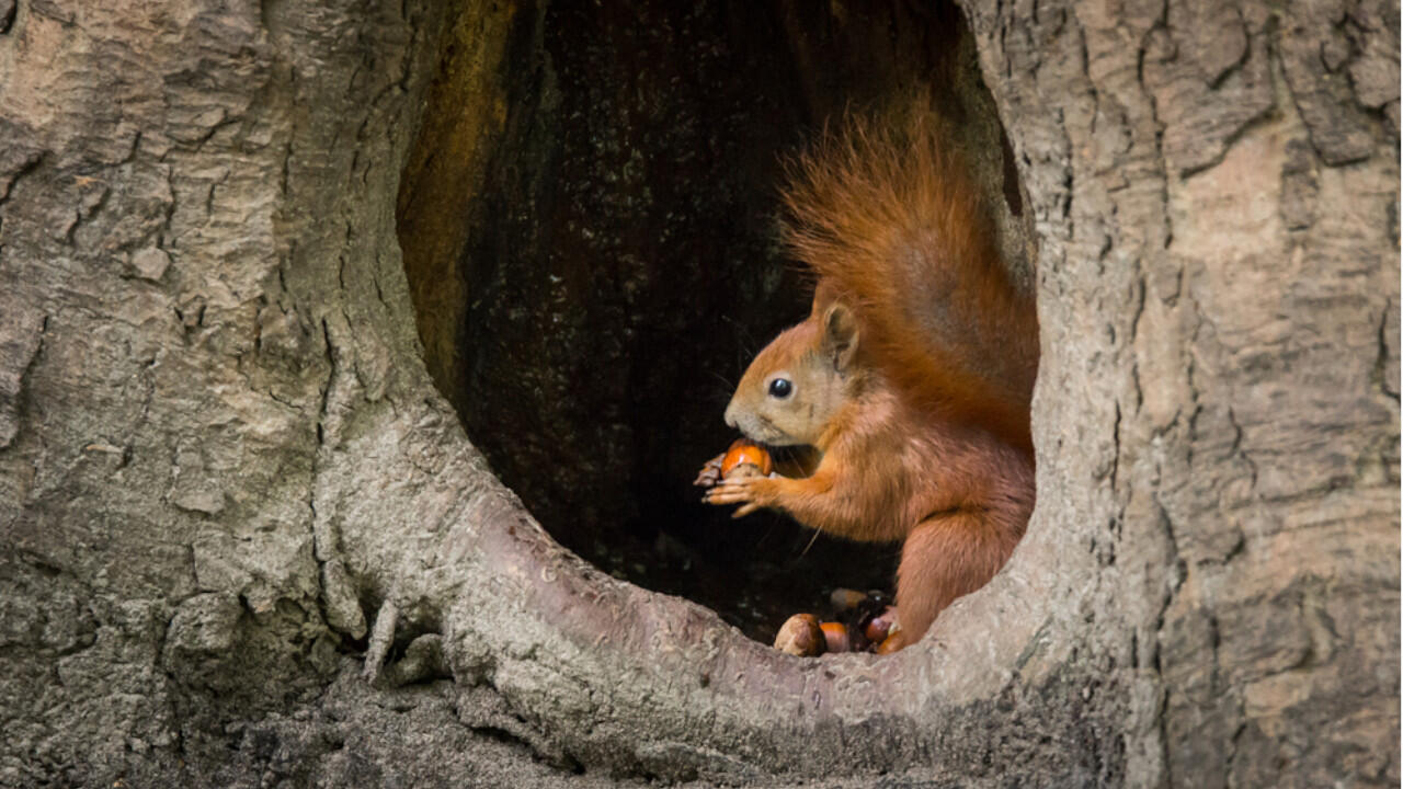 In ihrem Kobel (Nest) fressen die Eichhörnchen zwar, legen hier aber keine Vorräte an.