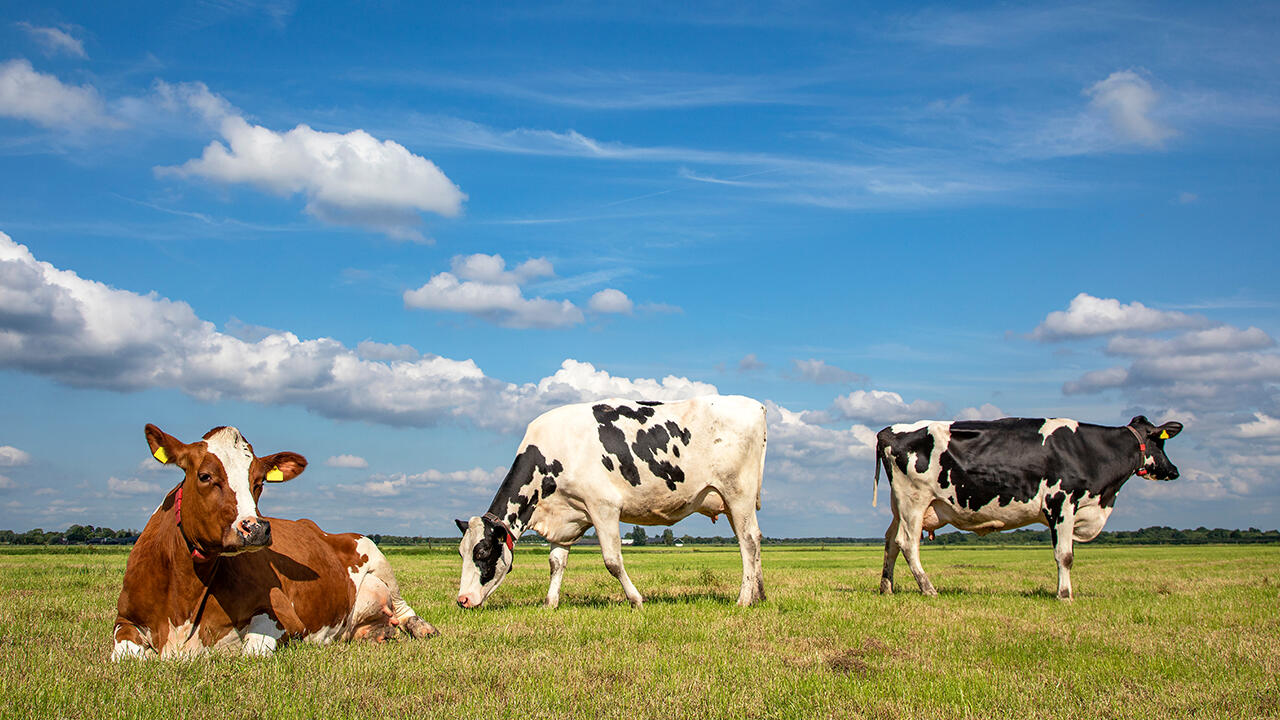 Bio-Kühe dürfen auf die Weide. Im Butter-Test haben allerdings nicht alle Landwirte mit Weidetagebüchern belegt, wie lange die Tiere im Freien leben.