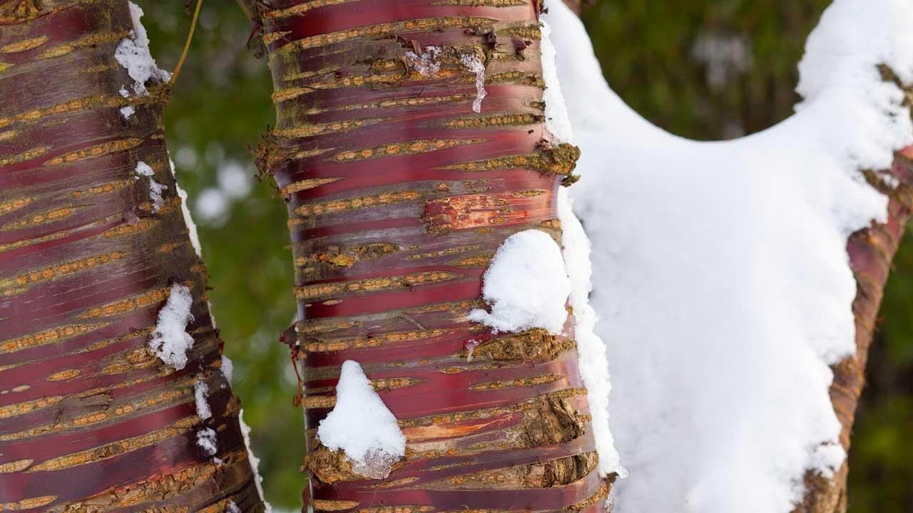 Die Mahagoni-Kirsche (Prunus serrula) trägt eine rotbraun glänzende Rinde, die mit Querstreifen dekoriert ist.