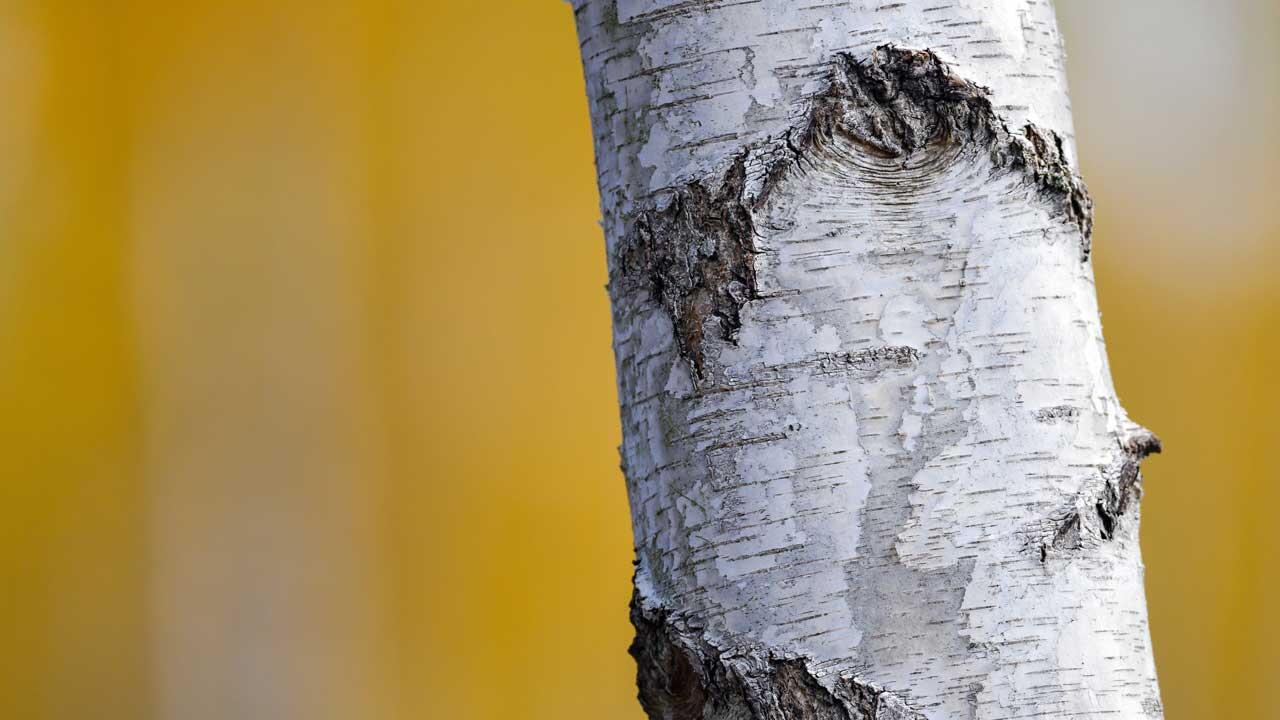 Der bekannteste Vertreter des weißen Stammkleides: die Birke. 