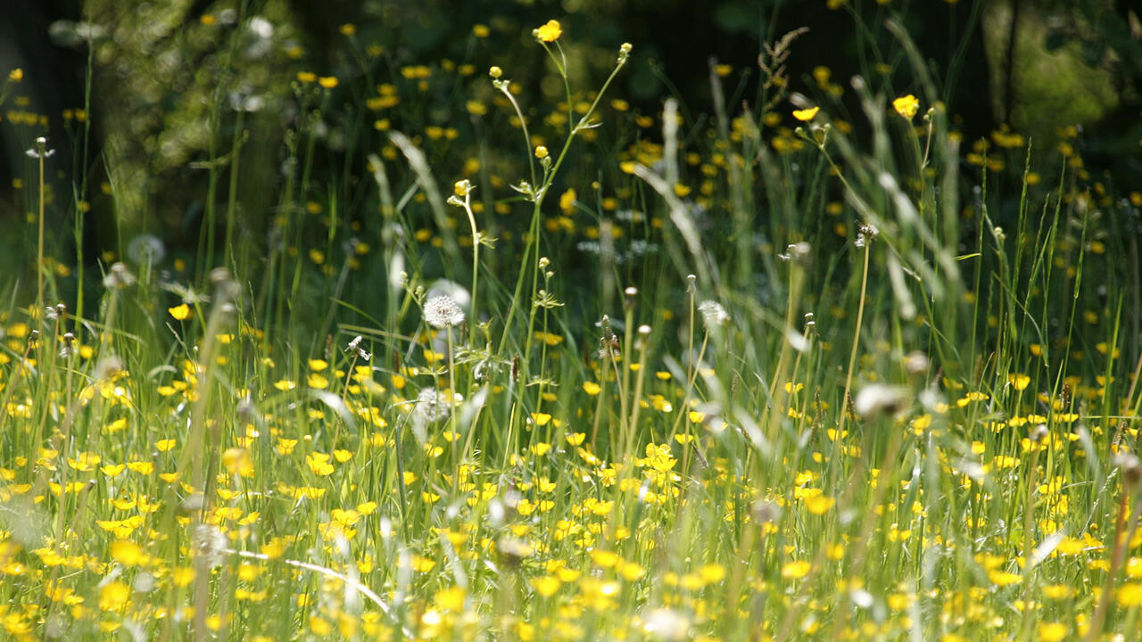 Vor allem im Frühling leiden viele Menschen unter Allergien. Wir haben 22 Allergie-Medikamente begutachtet. 