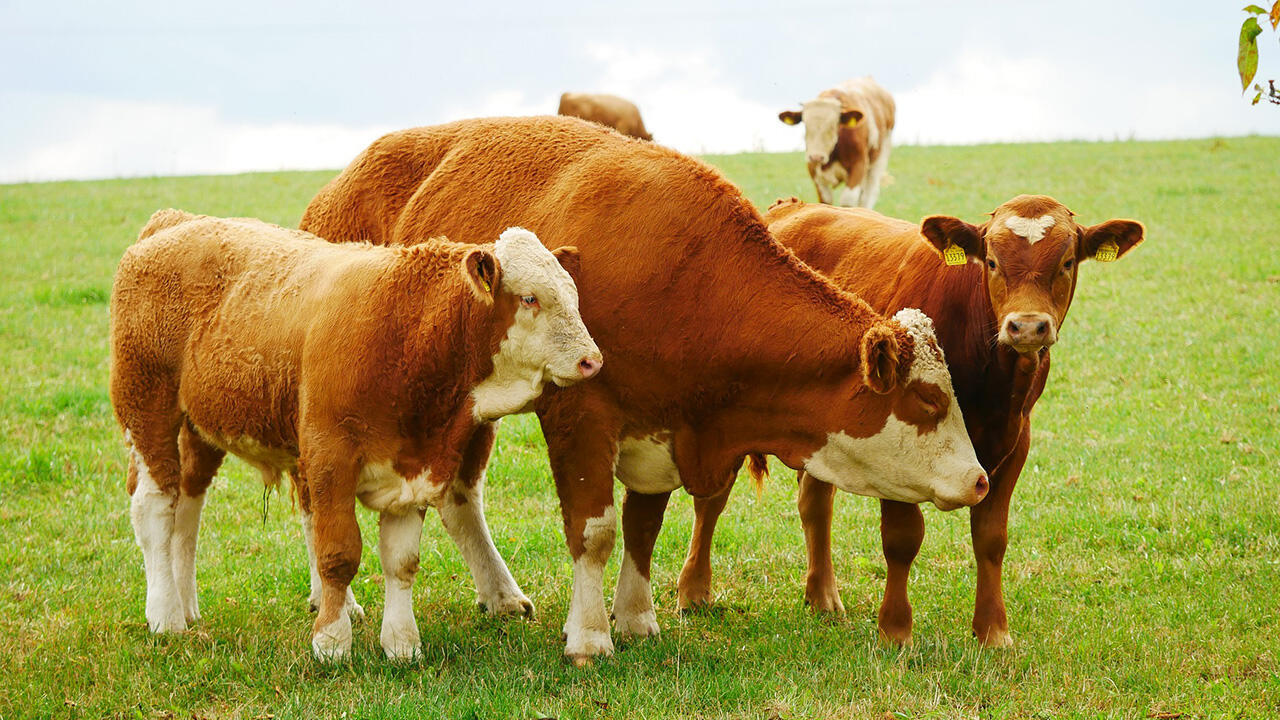 Pflanzenmilch im Test: Mandelmilch, Hafermilch und Sojamilch sind inzwischen als Alternative zu Kuhmilch beliebt.