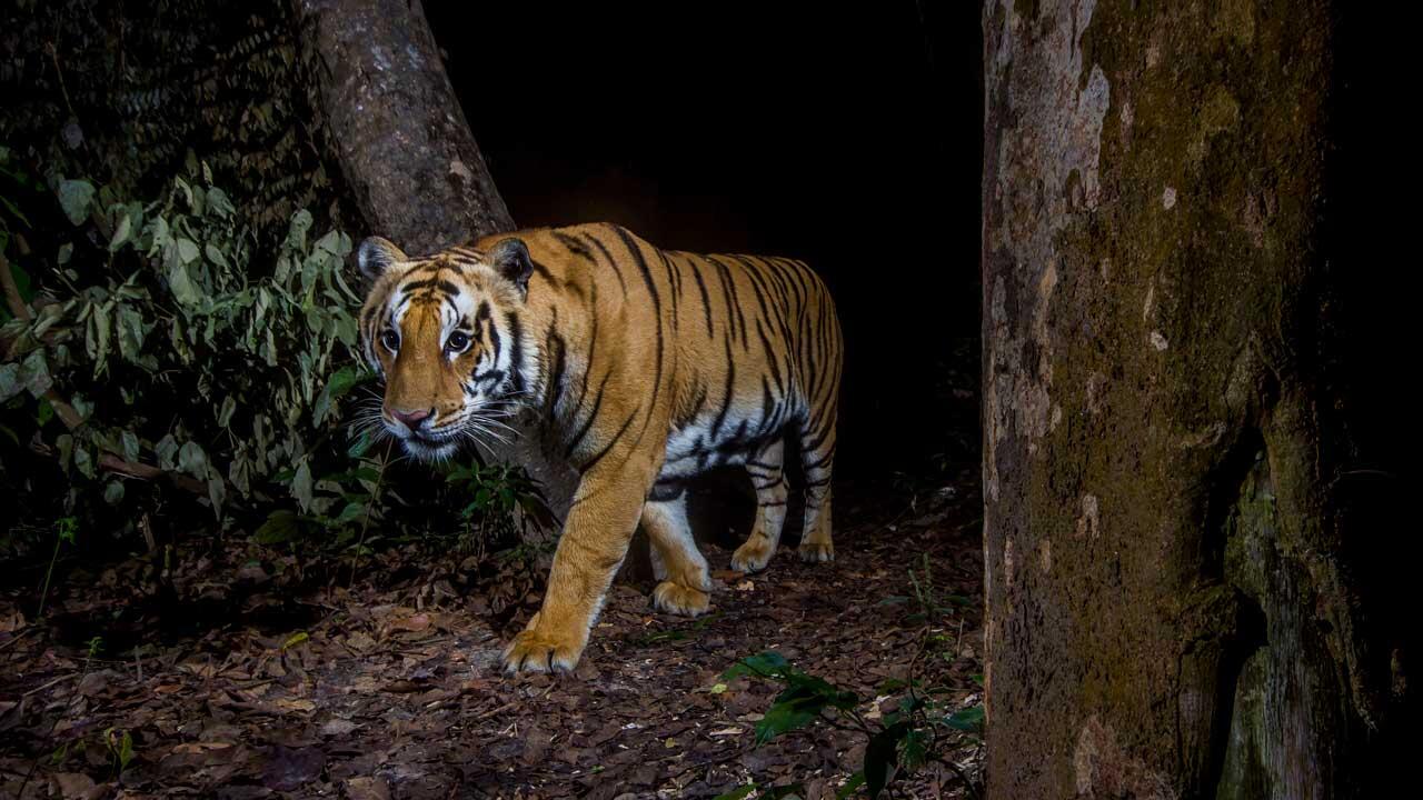 Der Tiger zählt laut WWF zu den Gewinnern: In mehreren Ländern haben sich die Bestände erholt.