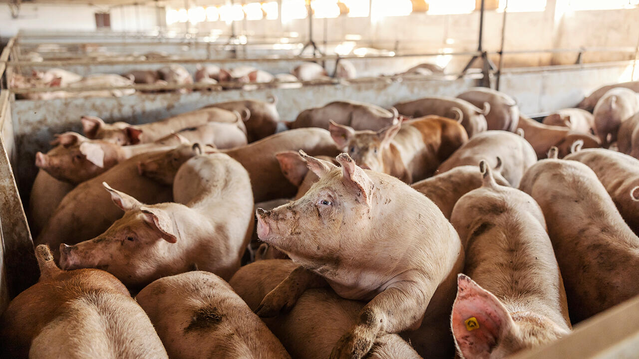 Ein neues Tierwohllabel soll die Haltungsbedingungen bei unverarbeitetem Schweinefleisch kenntlich machen.