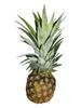 Baby Ananas, natur gereift