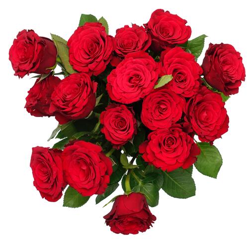 Blumen Risse Linssen-Rosen, rot