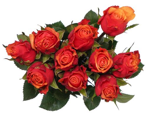 Blumenshop Orange Rosen