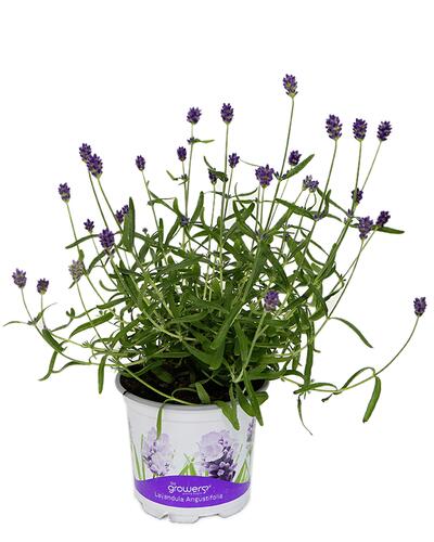 By Growers Lavandula angustifolia