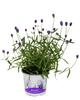 By Growers Lavandula angustifolia