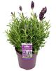 Dehner Lavendel 'Purpur Passion', Lavandula stoechas