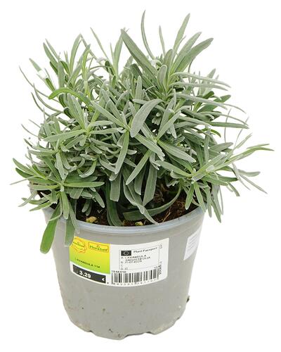 Floraself Lavandula T14, Lavandula angustifolia