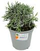 Grow by Obi Lavandula angustifolia T14