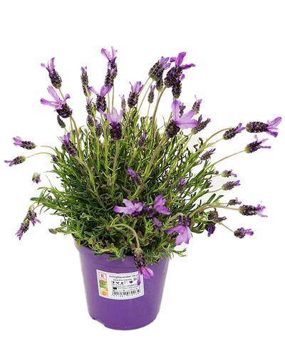 Kaufland Schopflavendel 14 cm, Lavandula stoechas