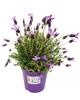 Kaufland Schopflavendel 14 cm, Lavandula stoechas