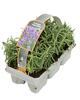Lavandula angustifolia 6er-Pack