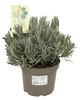 Lavandula angustifolia Busch 17
