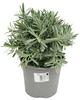 Lavandula angustifolia D14