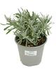 Lavandula angustifolia D14