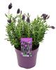 Lavandula stoechas Anouk
