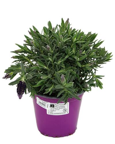 Lavandula stoechas 