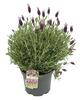 Lavandula stoechas
