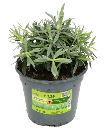 Piardino by Bauhaus Duftlavendel, Lavandula angustifolia
