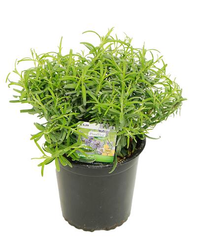 Plantiflor Lavendel 'Munstead', Lavandula angustifolia