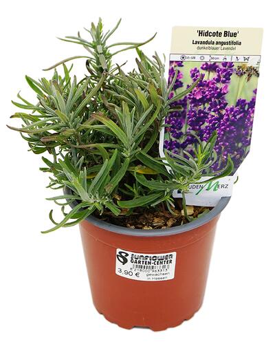 Stauden Merz'Hidcote Blue' Lavandula angustifolia