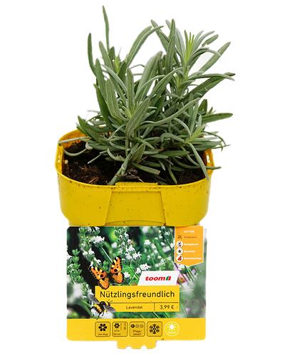 Toom Lavendel Nützlingsfreundlich, Lavandula angustifolia Edelweiß 