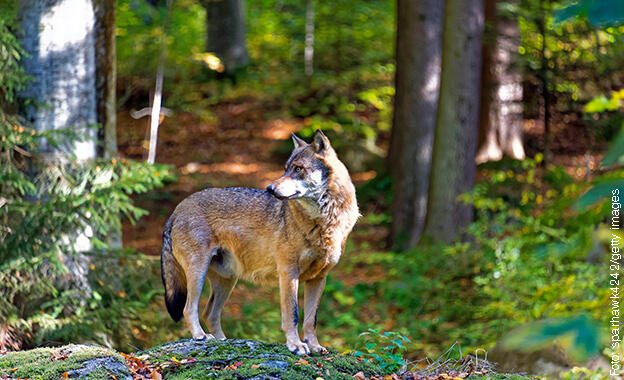 Wolf Wolf