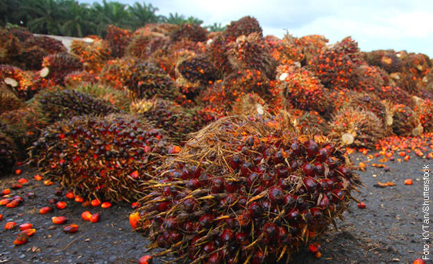 Palmöl Palmöl