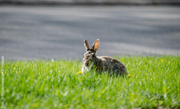 Osterhase Osterhase