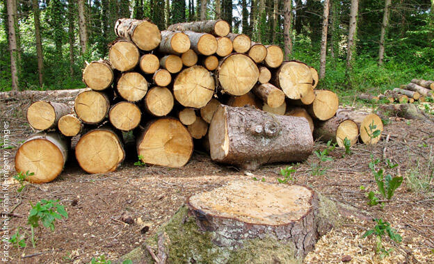 Forest Stewardship Council (FSC) Forest Stewardship Council (FSC)