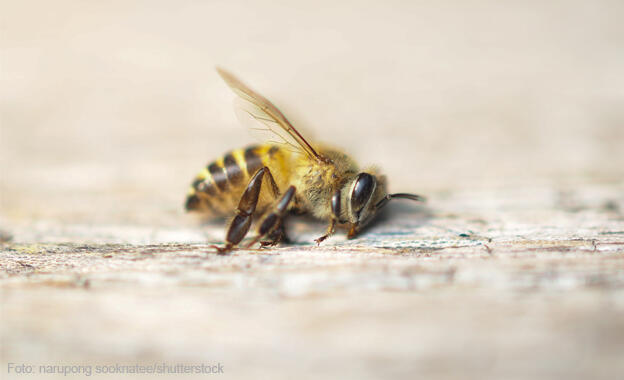 Bienengifte Bienengifte