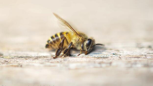 Bienengifte Bienengifte