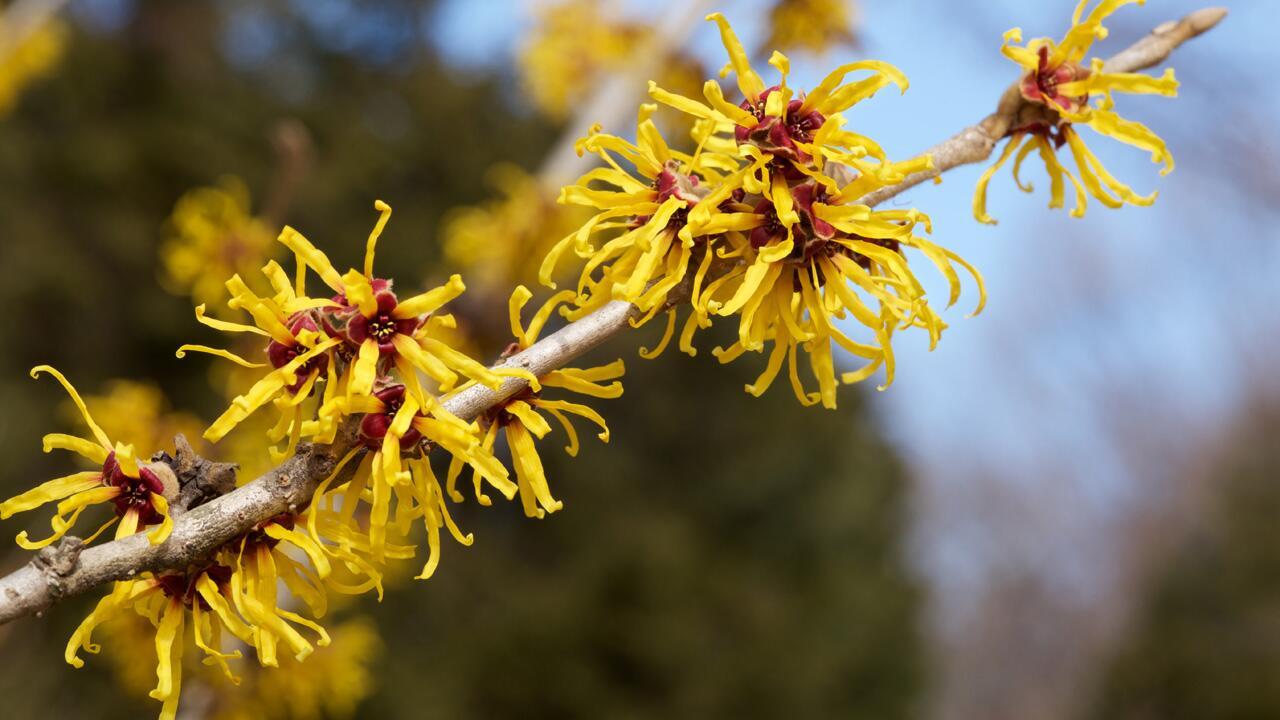 Winterblüher: Diese 10 Gartenpflanzen sorgen schon jetzt für Insektenfutter