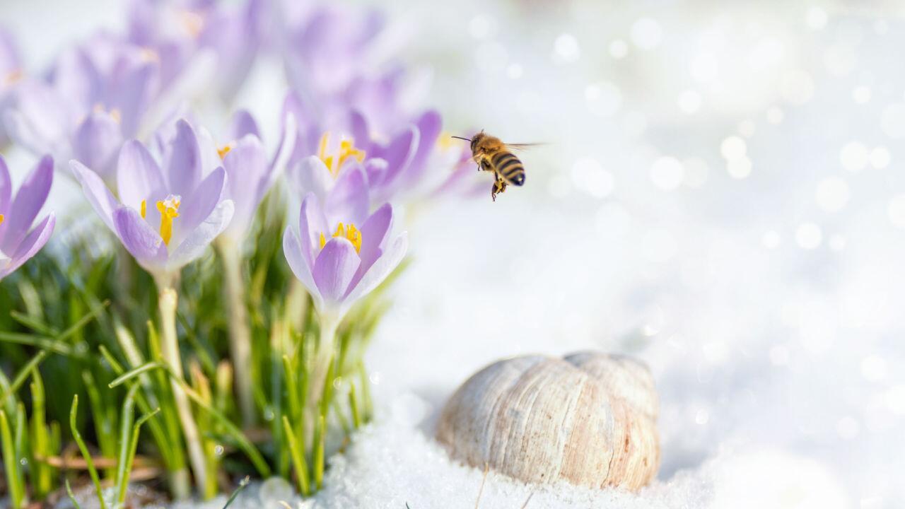 Wärme lässt Bienen schon ausschwärmen: So helfen Sie den ersten Bienen