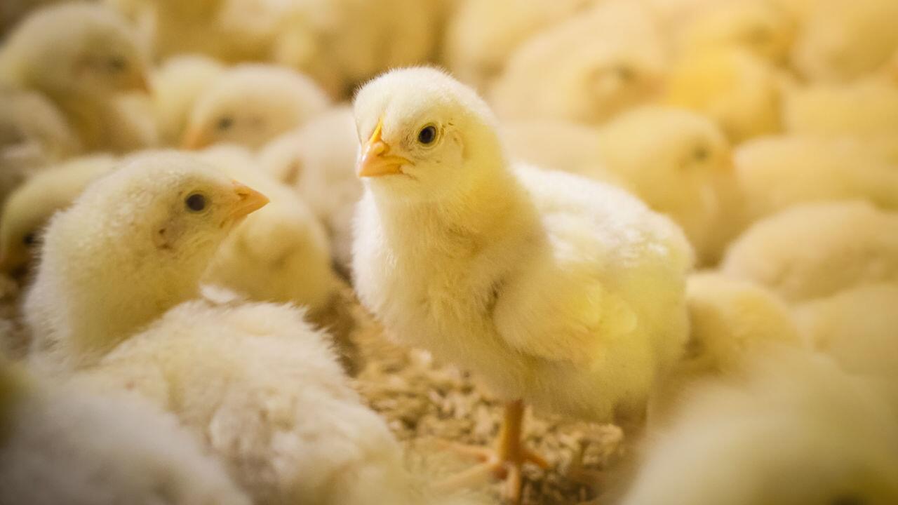 Kükentöten seit einem Jahr verboten: Tierschützer fordern Nachbesserungen