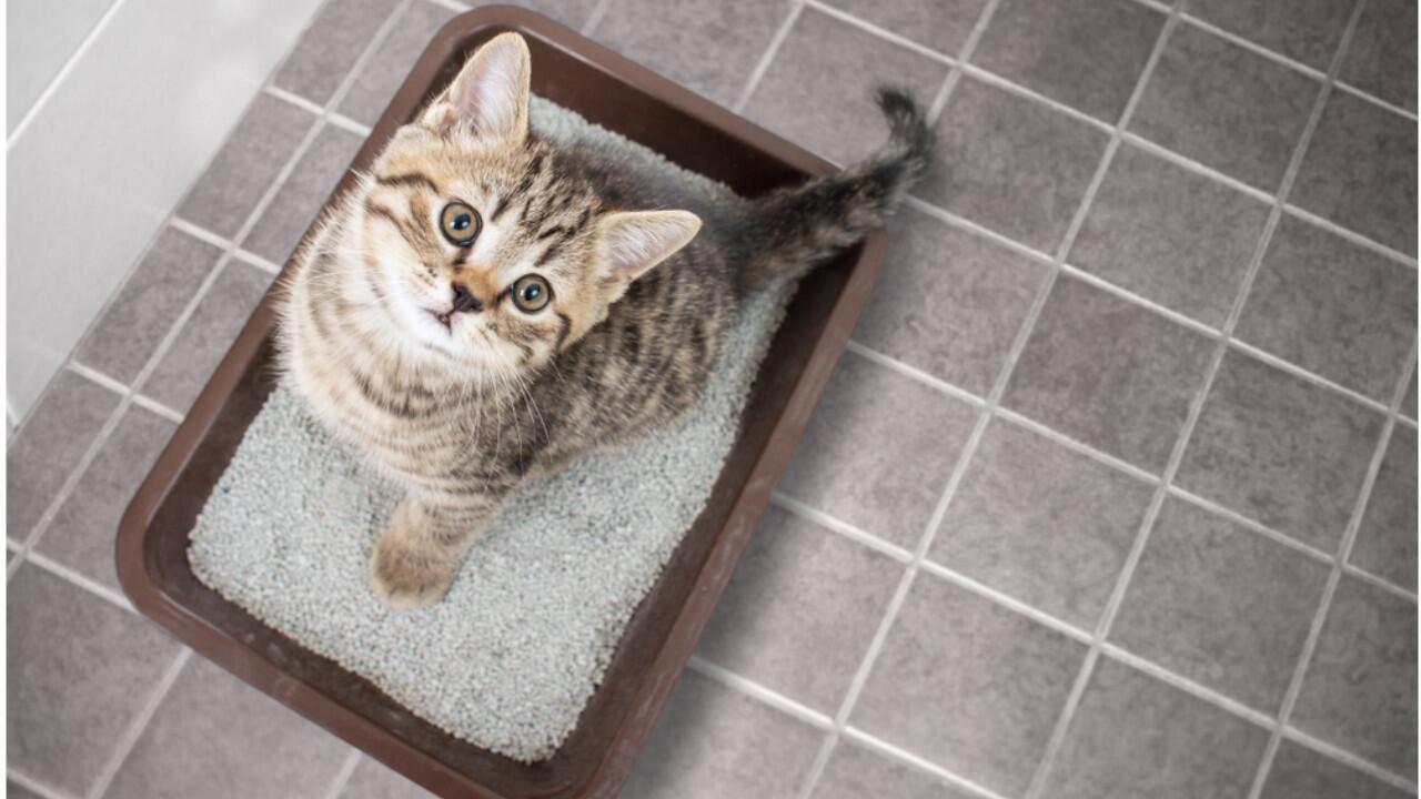 Katzenstreu entsorgen: Darf das Streu in die Biotonne?