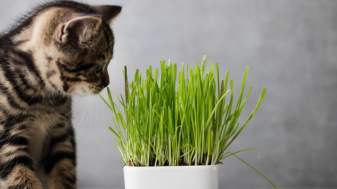 Katzengras pflegen: Mit diesen Tipps hat die Katze lange Freude daran