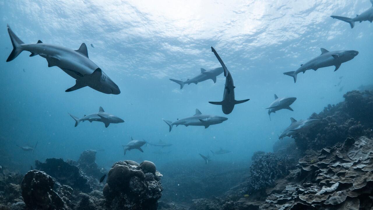 Schutz von Haien: Weltartenkonferenz erzielt Durchbruch