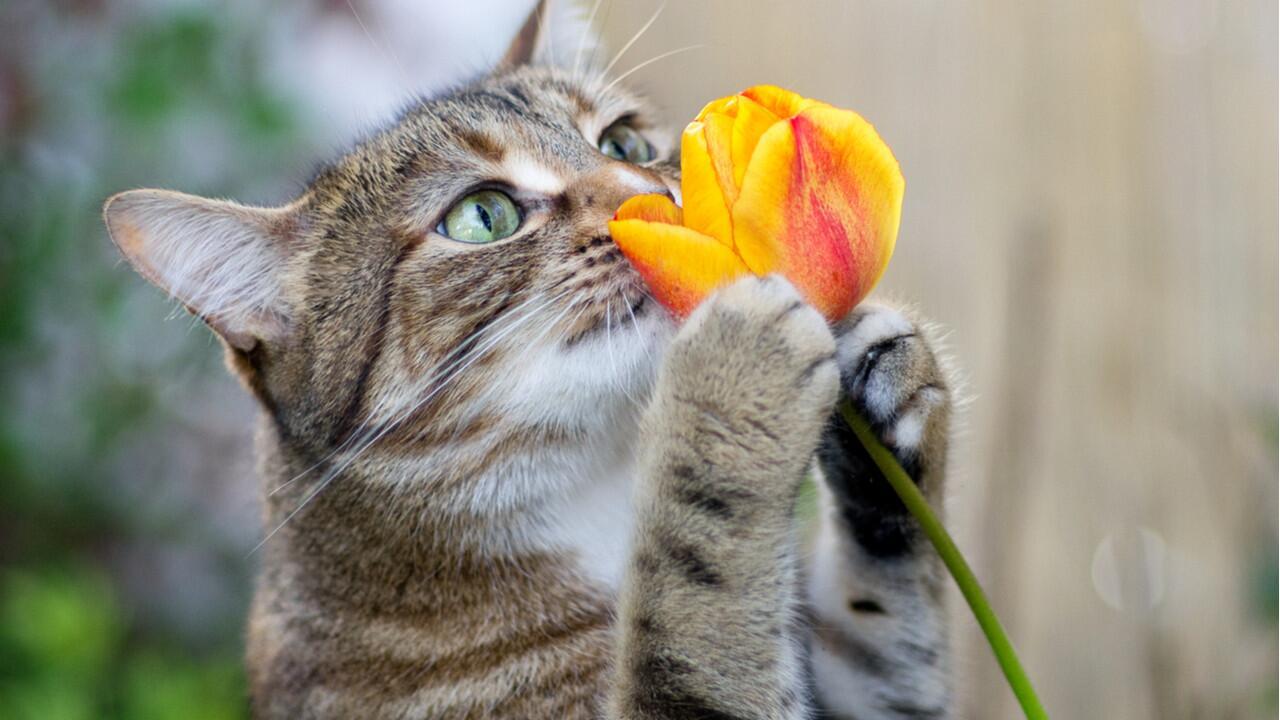 Sind Tulpen giftig für Katzen?