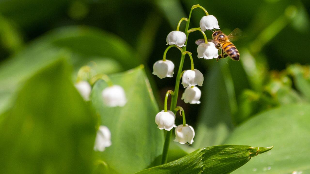 Welche Frühblüher Bienen und Co. jetzt wichtige Nahrung liefern
