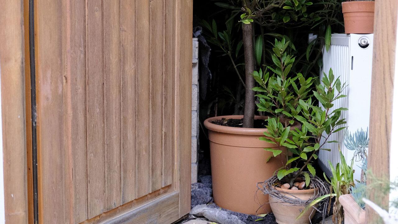 Deshalb sollten Topfpflanzen aus dem Winterquartier noch nicht sofort nach draußen