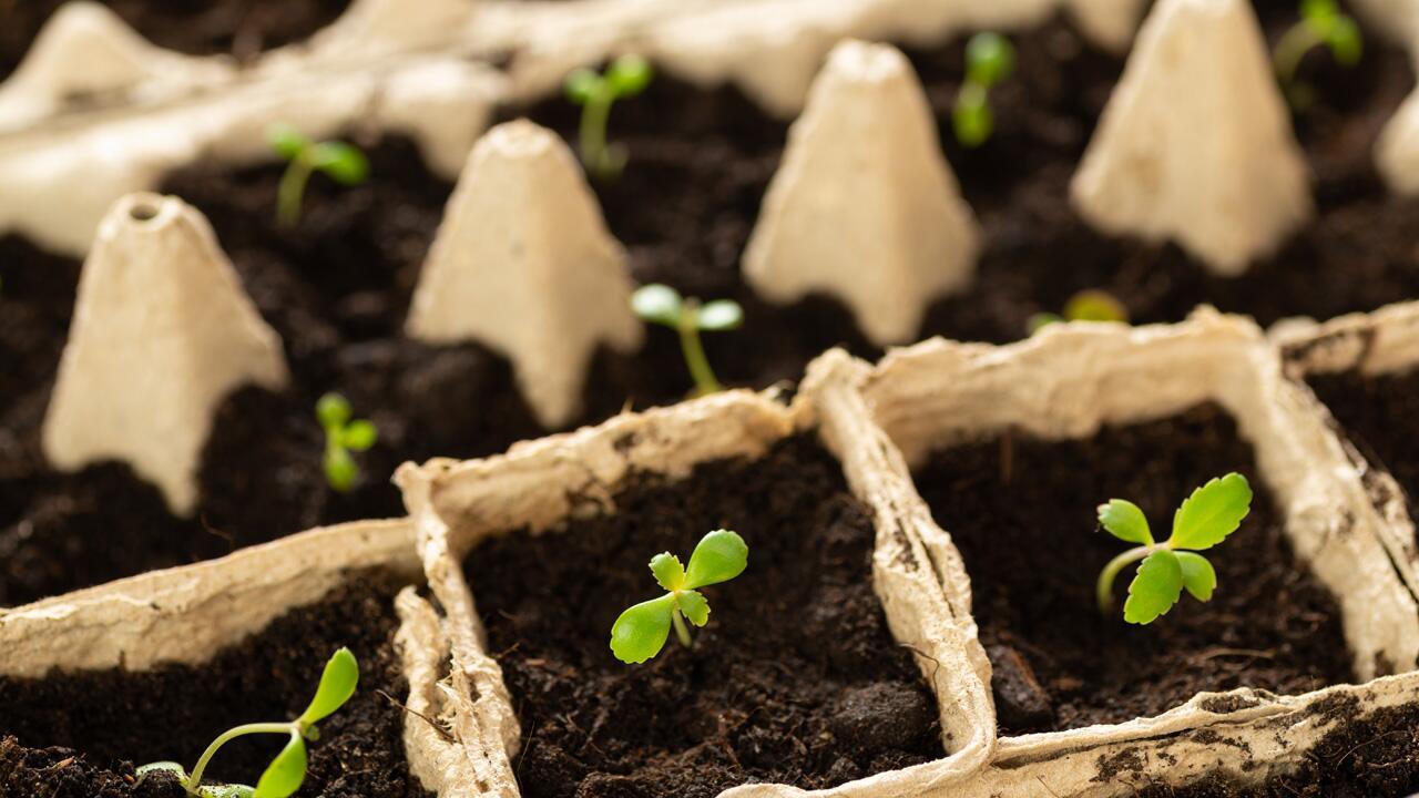 Gemüse für Balkon und Garten: Was Sie im März aussäen dürfen
