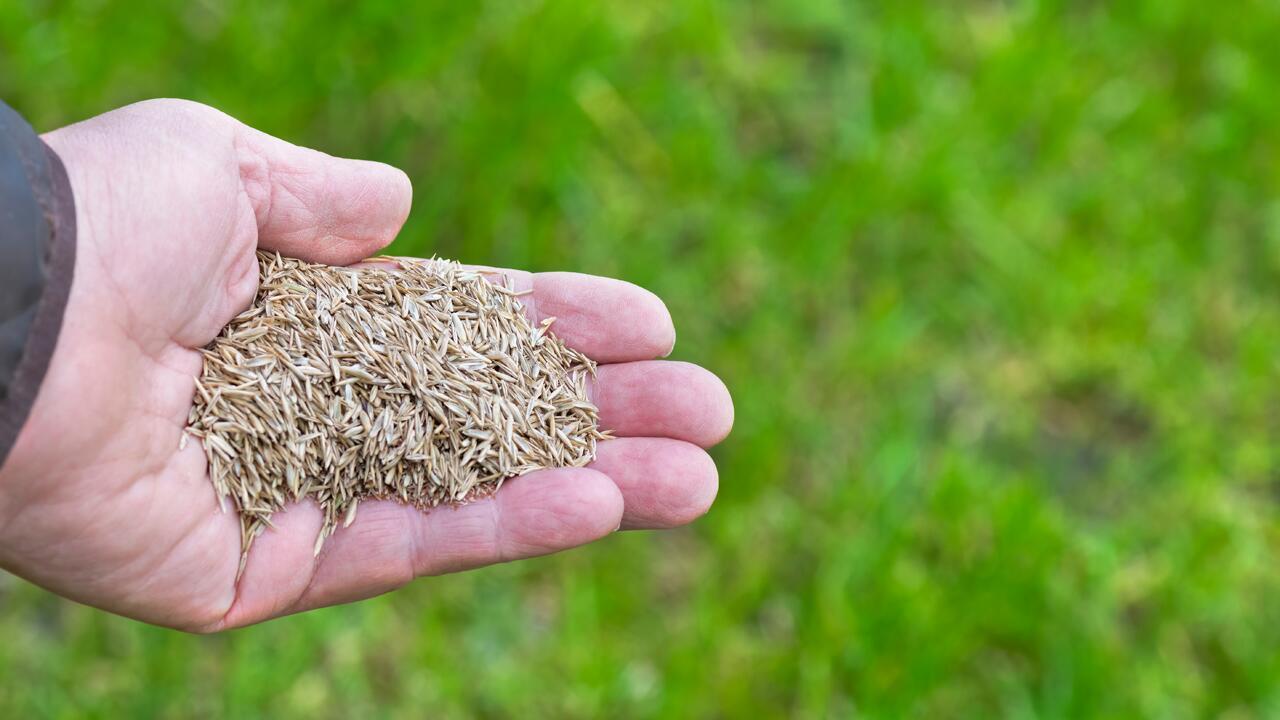 Rasen säen: Wann ist der richtige Zeitpunkt?