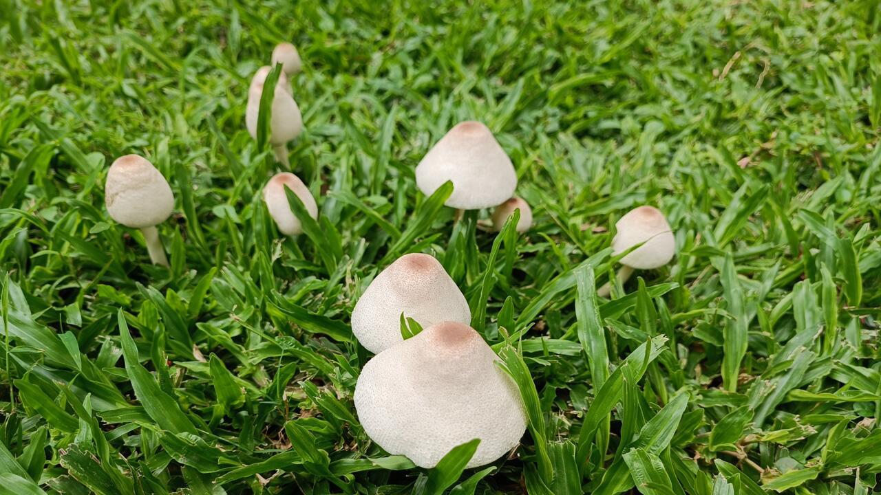 Pilze im Rasen: Ist Abmähen eine Lösung?
