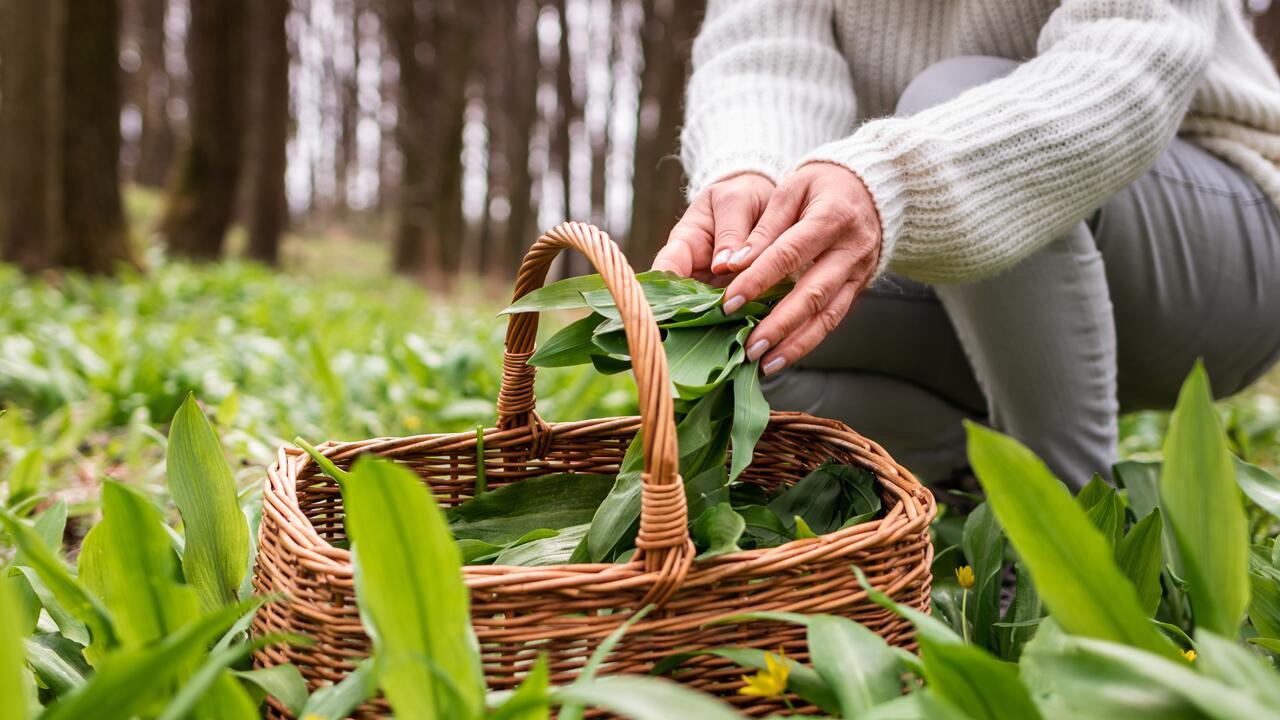 Bärlauch und Walderdbeeren: Wie gefährlich ist der Fuchsbandwurm wirklich?
