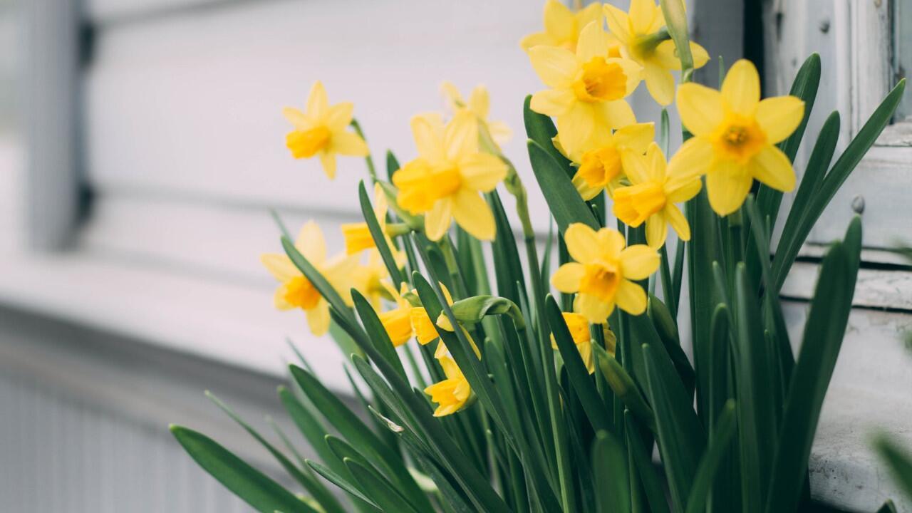Narzissen pflegen: Mit diesen Tipps blühen Osterglocken in Topf und Vase länger